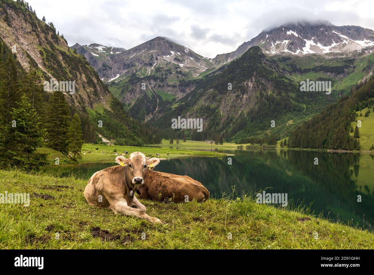 De jeunes vaches paissent au lac Vilsalpsee dans la vallée de Tannheim Banque D'Images