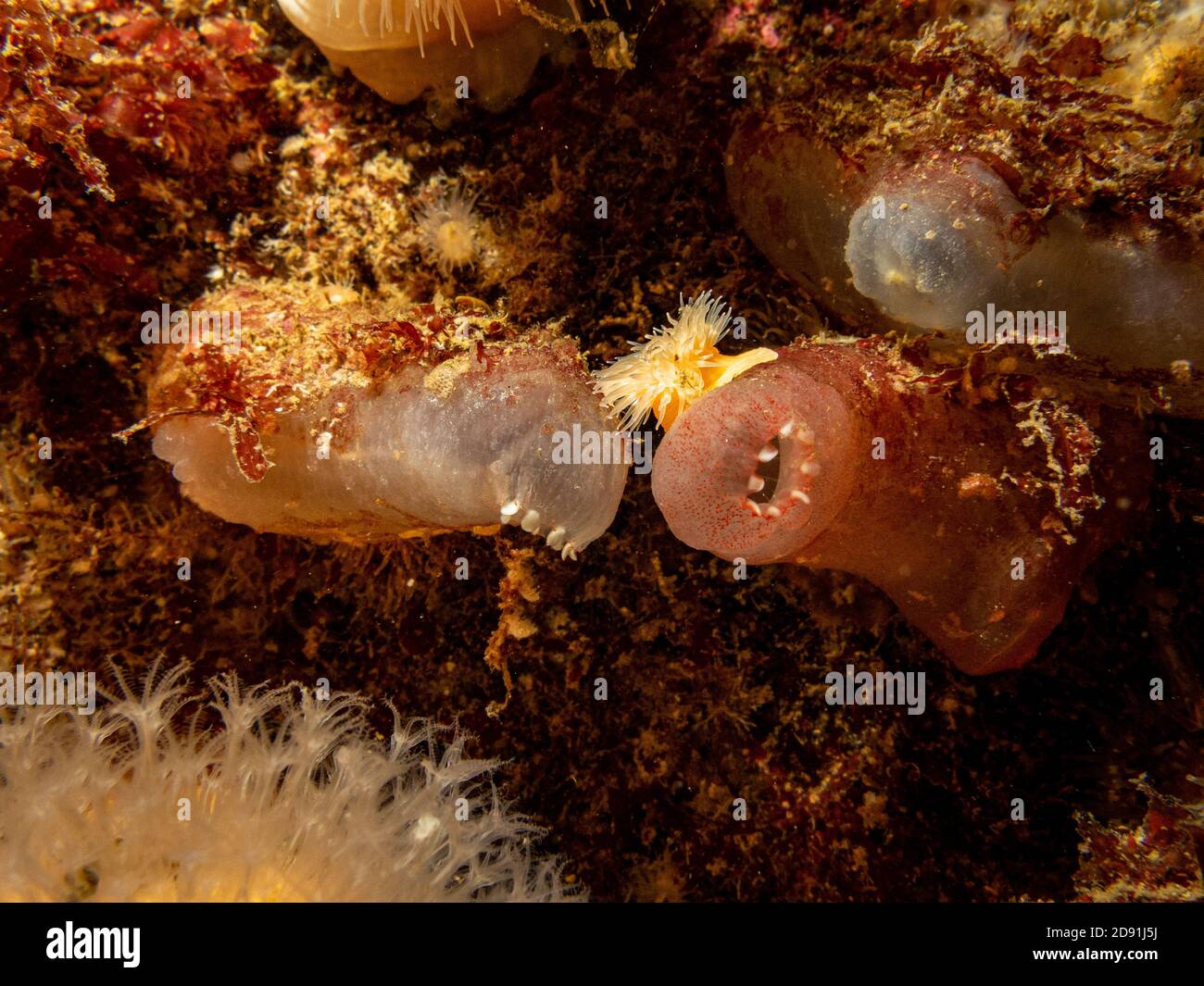 Un gros plan de l'Ascidiacea, communément connu sous le nom d'ascidies ou de jets de mer. Photo des îles Weather, mer de Skagerack, ouest de la Suède Banque D'Images