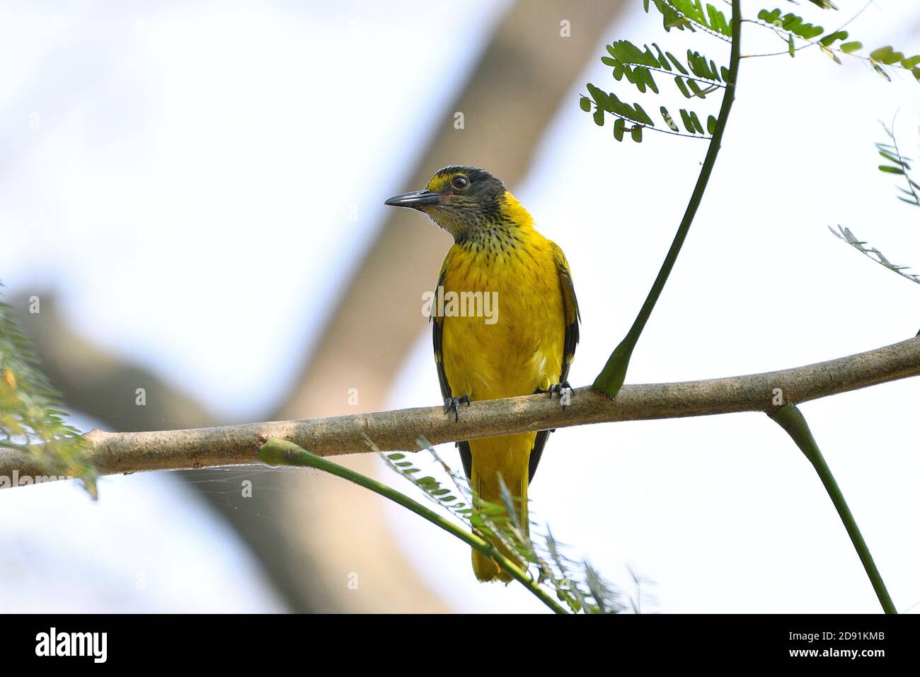L'oiseau d'oriole juvénile est suspendu sur UN arbre Banque D'Images L'oiseau d'oriole juvénile est suspendu sur UN arbre Banque D'Images
