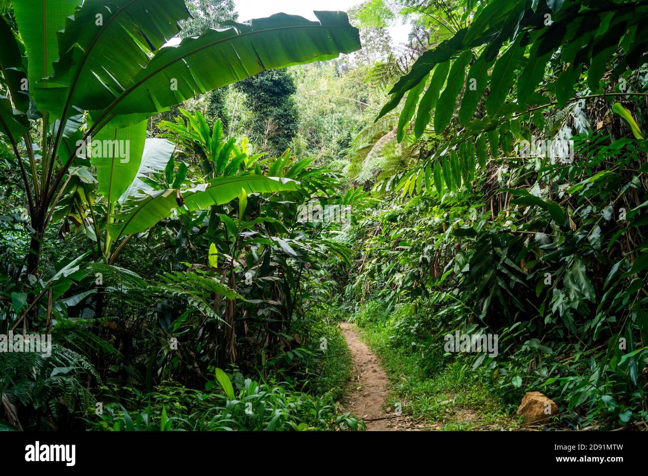 chemin de forêt tropicale dans la jungle Banque D'Images