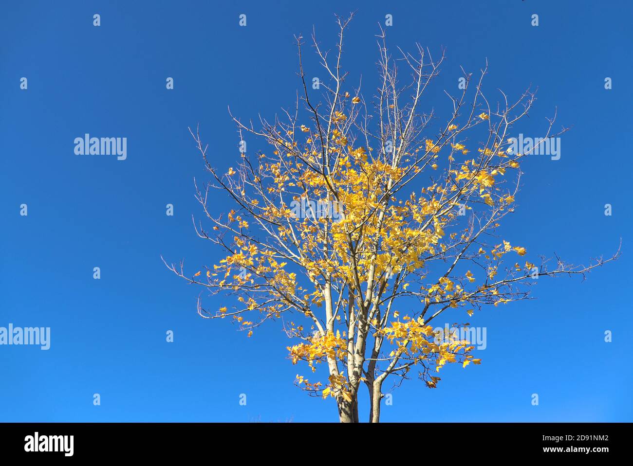 Magnifique érable d'automne avec des feuilles jaunes sur un ciel bleu clair absolument incroyable. Mise au point sélective, vue de dessous, espace de copie. Ballinteer, Dublin Banque D'Images