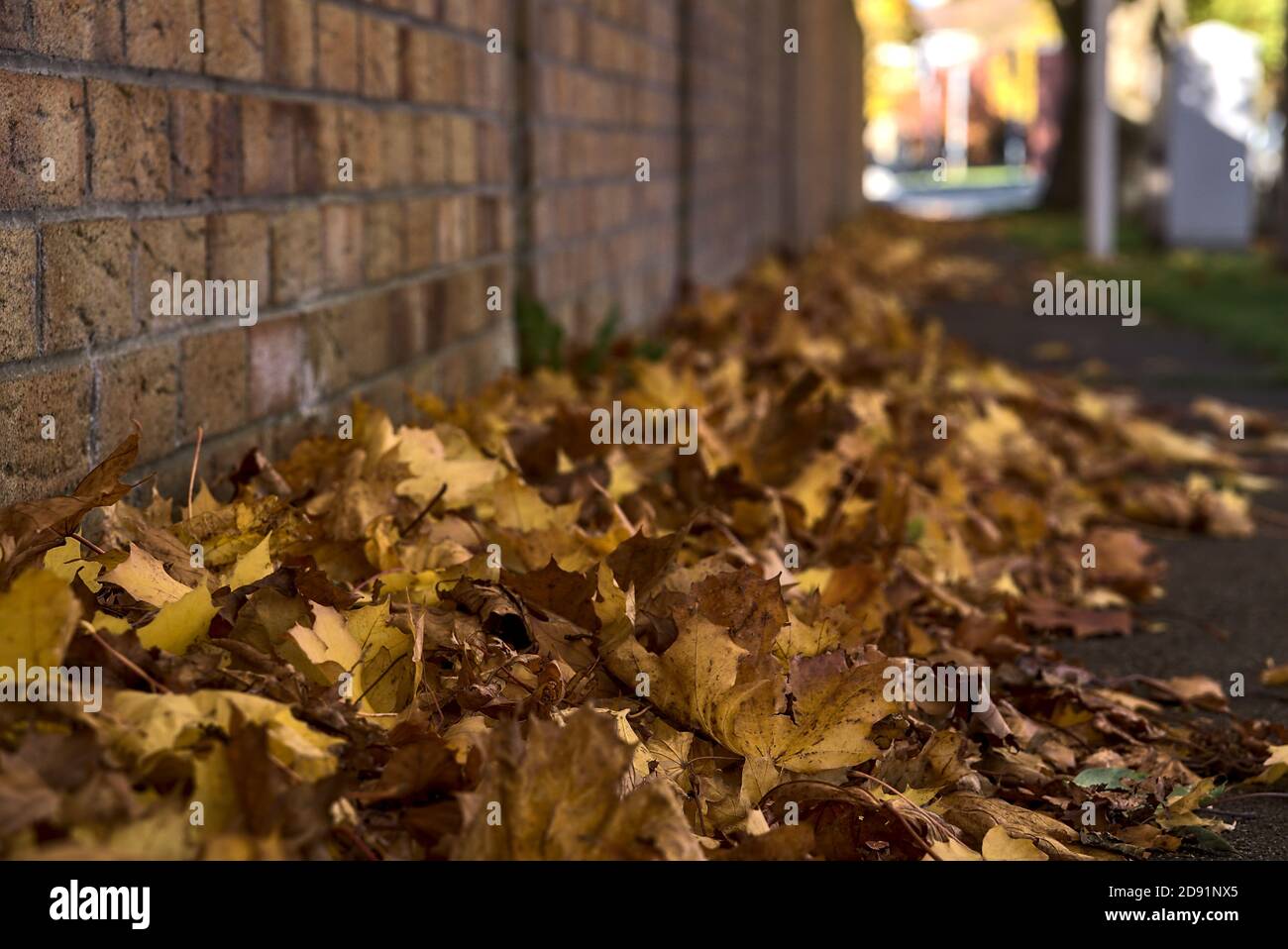 Beaucoup de feuilles brunes d'automne tombées sur le trottoir à côté du mur de briques. Mise au point sur le premier plan. De belles feuilles d'érable tombées. Copier l'espace Banque D'Images