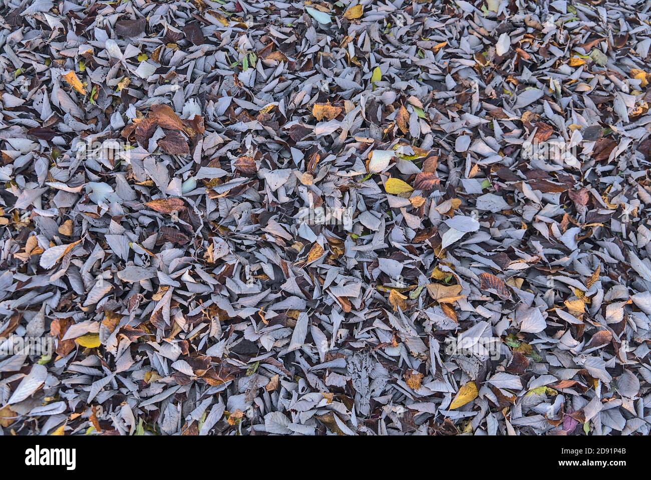 Vue de dessus de la texture des feuilles d'automne. Beaucoup de belles feuilles grises d'automne sur le trottoir. Absolument incroyable fond naturel automnal de feuilles grises Banque D'Images