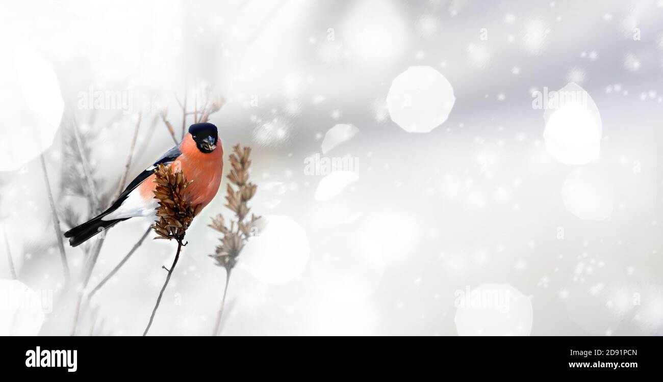 Euro-asiatique bullfinch est un bel oiseau avec un ventre rouge sur un fond d'hiver. Espace de copie, bannière Banque D'Images