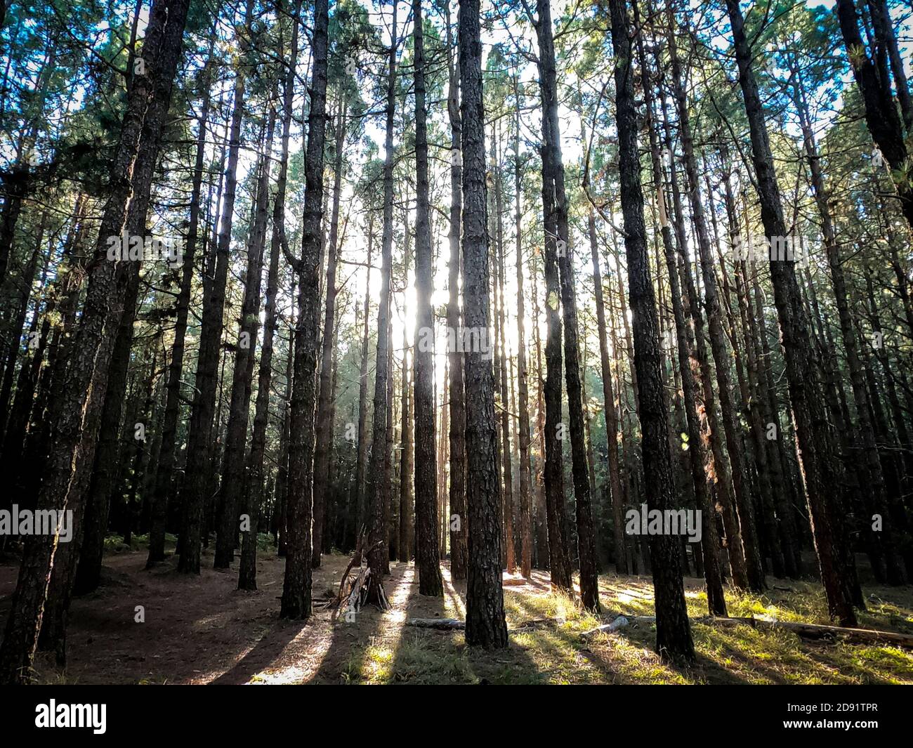 Bois de forêt avec hauts arbres pins fond Banque D'Images