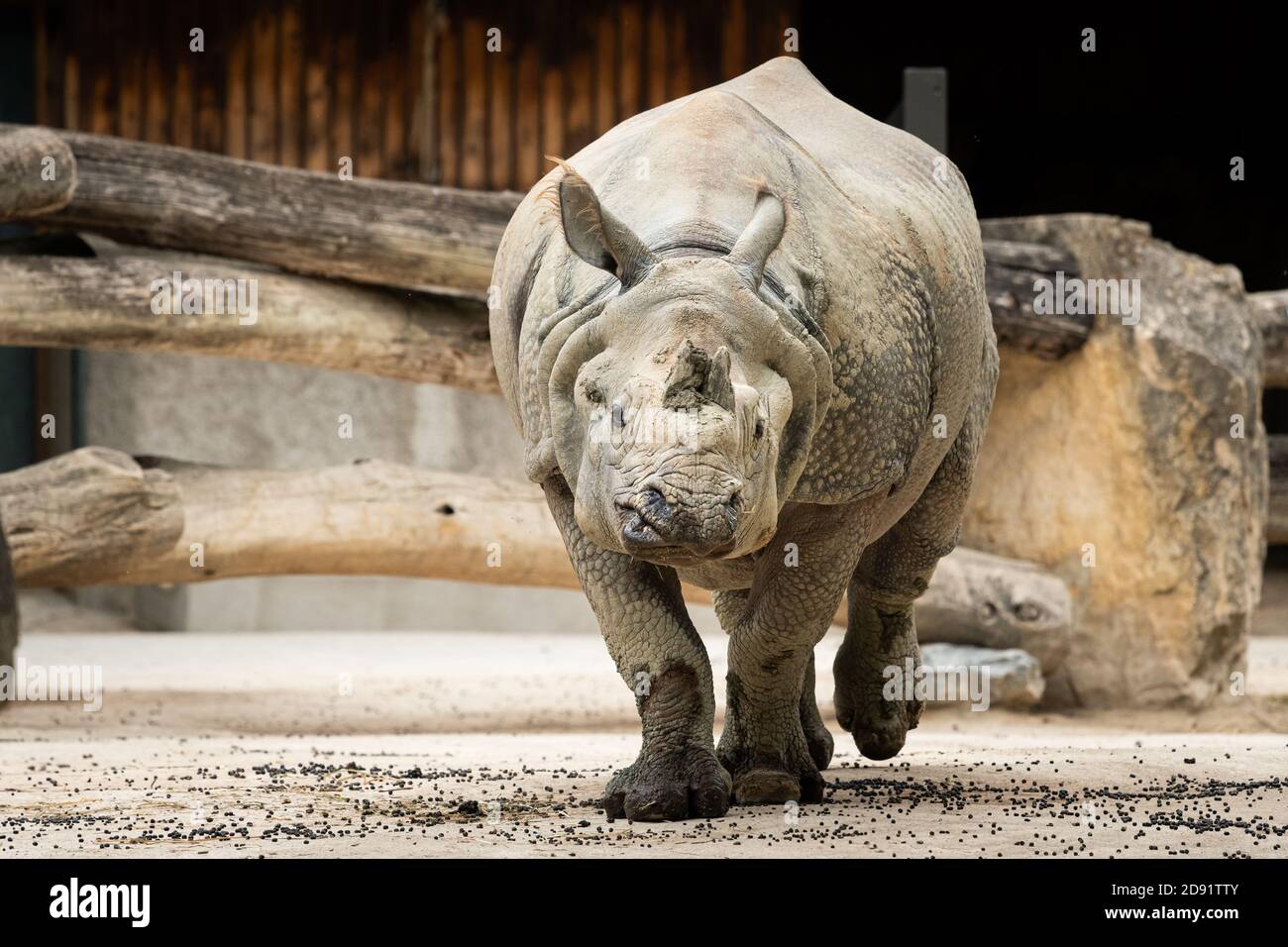 Un rhinocéros indien marchant dans un zoo, jour nuageux en été Banque D'Images