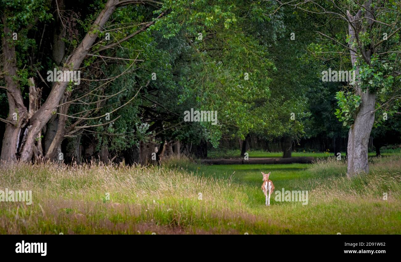 Cerf-de-Virginie marchant sur un chemin boisé dans le parc wollaton Nottingham, Angleterre, Royaume-Uni Banque D'Images