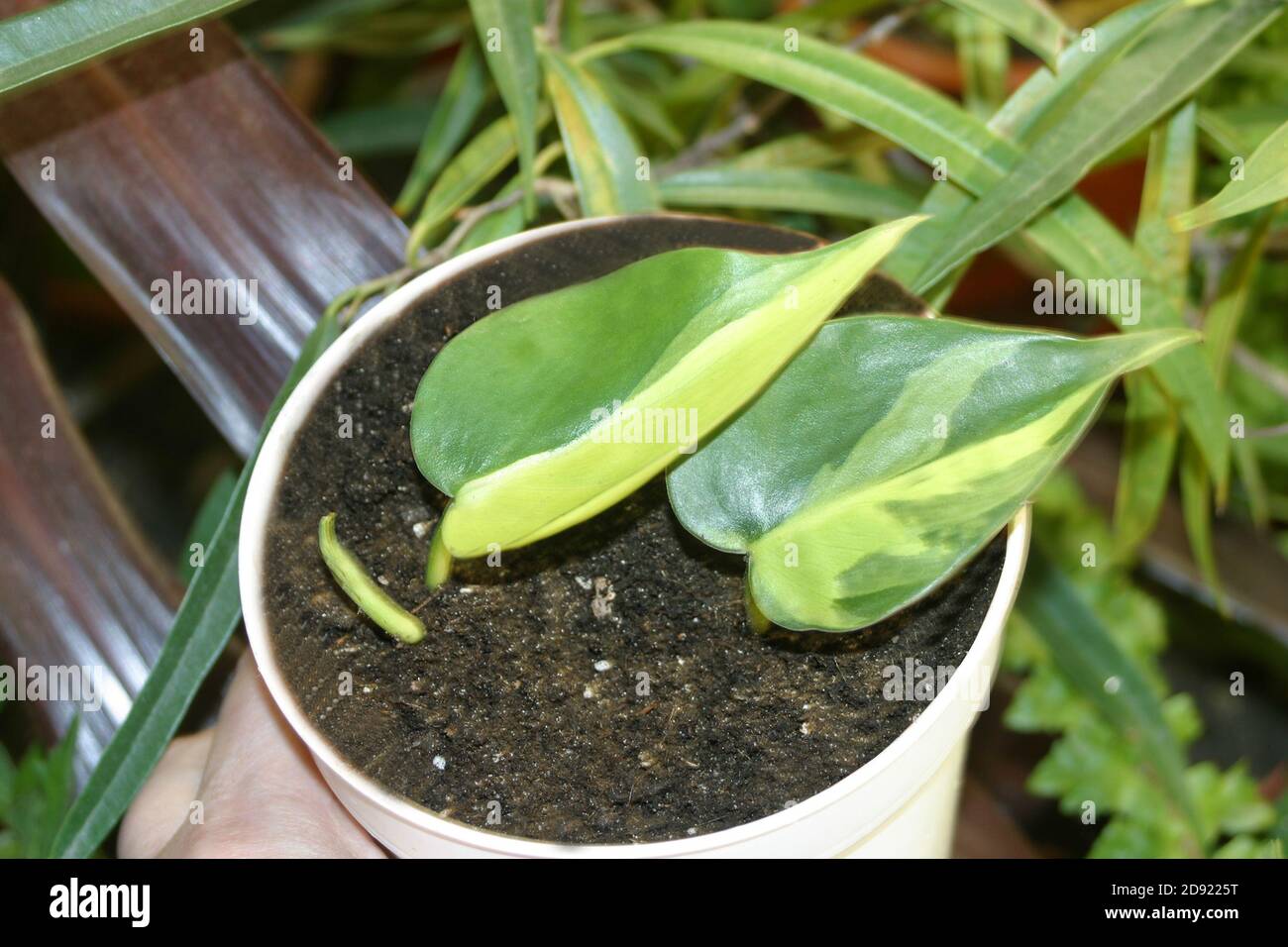 Maison en pot Philodendron hederaceum Banque D'Images