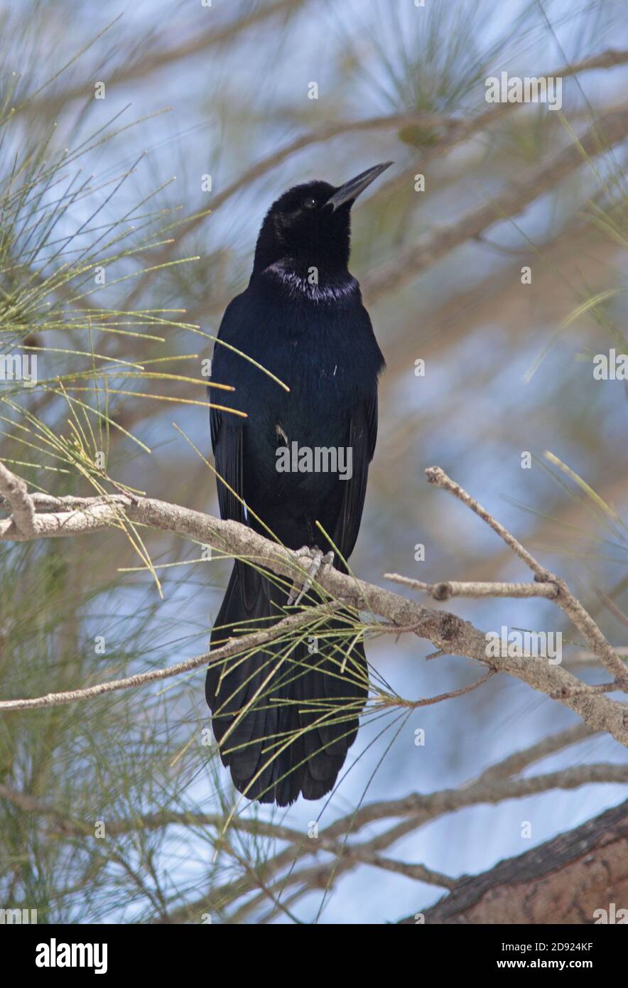 Grackle à queue bateau (Quiscalus Major) mâle perché dans l'arbre Sanibel Island, Floride Février Banque D'Images