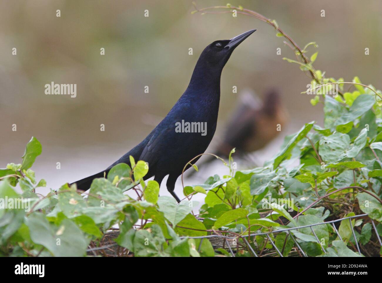 Grackle à queue bateau (Quiscalus Major) mâle perché sur une clôture surcultivée de l'île Sanibel, Floride Février Banque D'Images