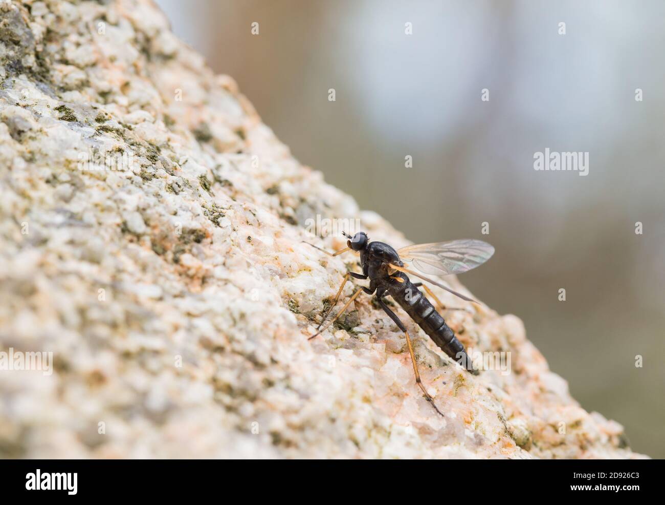 Mouche à stiletto argent (Pandivililia eximia) Banque D'Images