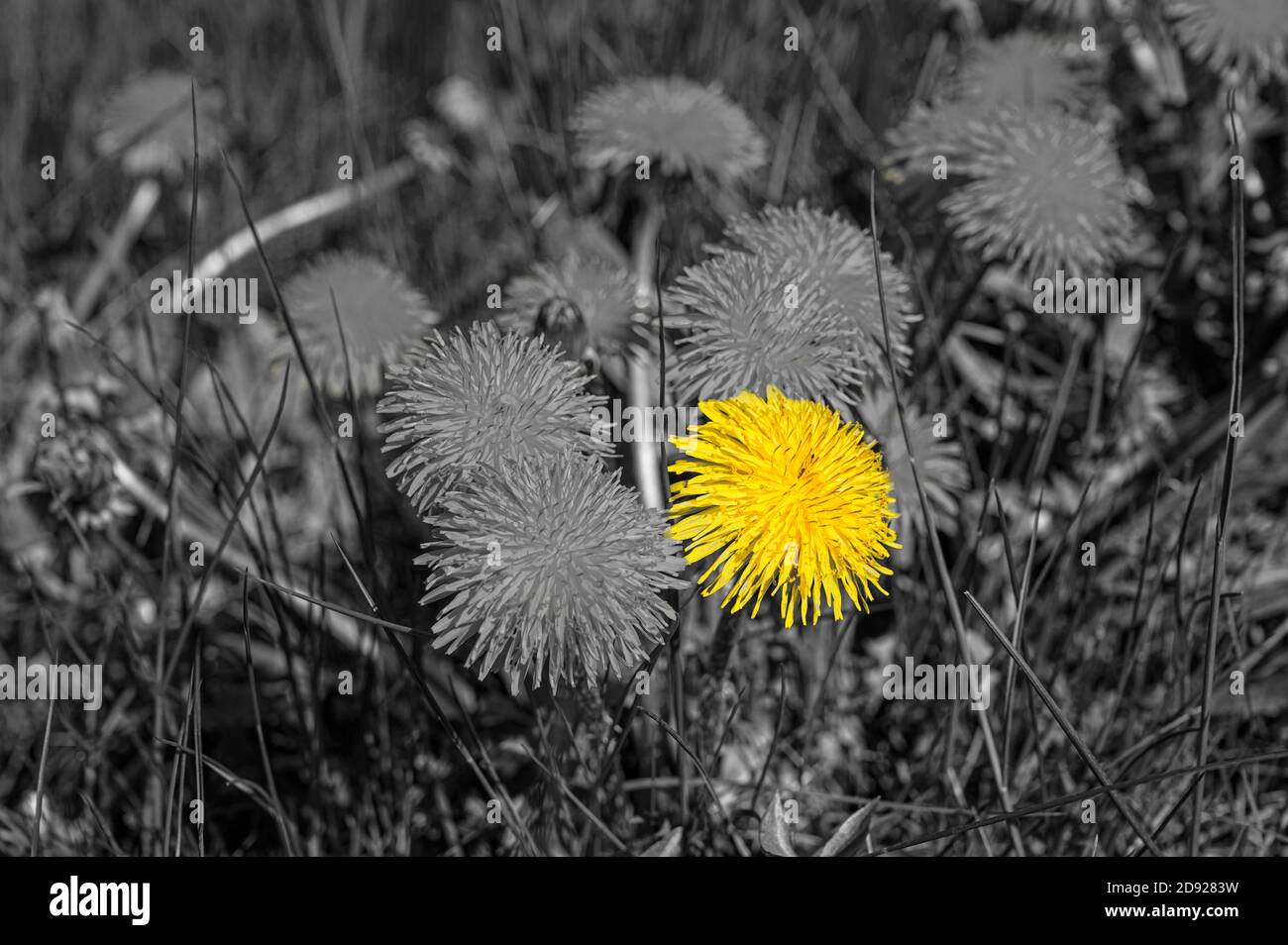 Image noire et blanche de pissenlits jaunes avec fleur jaune isolée. Fleur jaune vif sur fond désaturé. Démarquez-vous. Banque D'Images