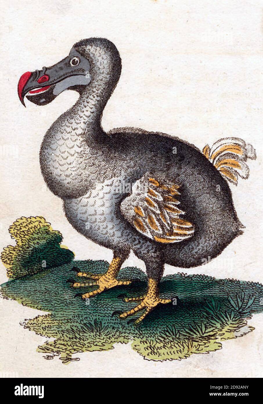 DODO Raphus cucullatus oiseau sans vol éteint dans une illustration de 1798 Banque D'Images