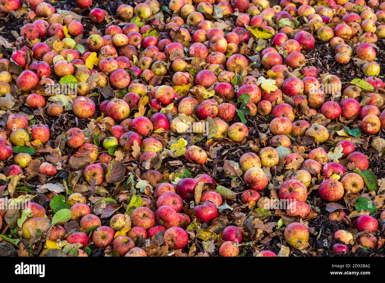 Pommes de vent attendant d'être récoltées pour le cidre à Stoken Orchard, à côté de Tiddesley Wood, Worcestershire, Angleterre Banque D'Images