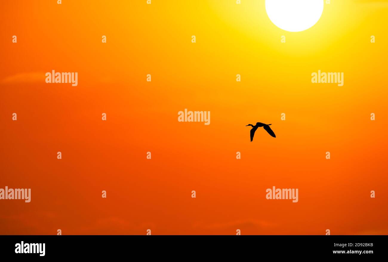 Une silhouette d'oiseau est en vol dans un orange vif et Ciel jaune avec le soleil blanc chaud au-dessus Banque D'Images