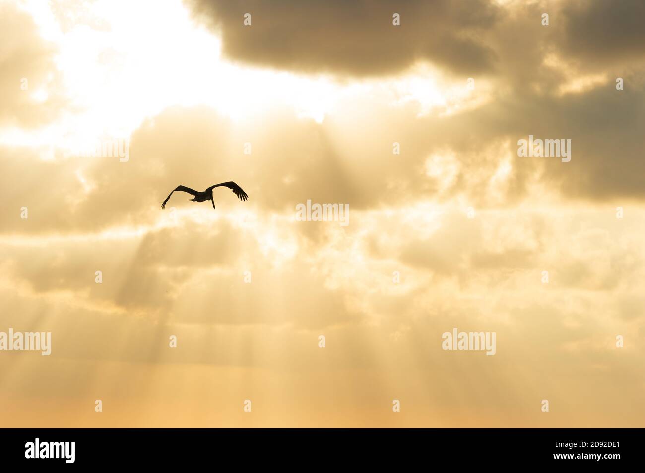 Une silhouette d'oiseau volante dans un ciel de couleur dorée Avec rayons du soleil coulant Banque D'Images