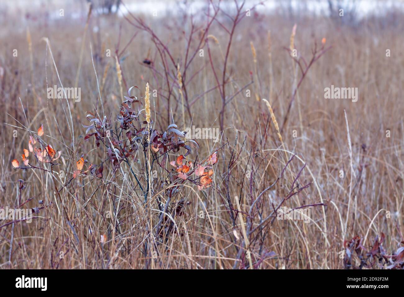 Graminées et feuilles des Prairies en automne en Saskatchewan Canada Banque D'Images Graminées et feuilles des Prairies en automne en Saskatchewan Canada Banque D'Images