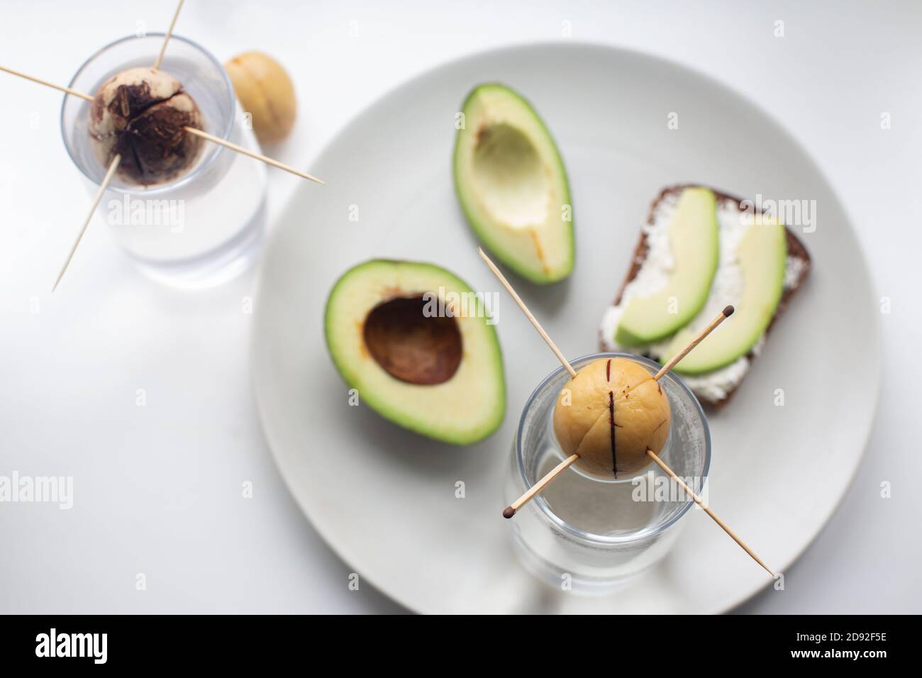 Sur une assiette est un avocat mûr et un sandwich avec du pain de céréales, du fromage doux. Plantation de plantes. Graines d'avocat. Arrière-plan blanc, vue de dessus. Nutrition appropriée Banque D'Images