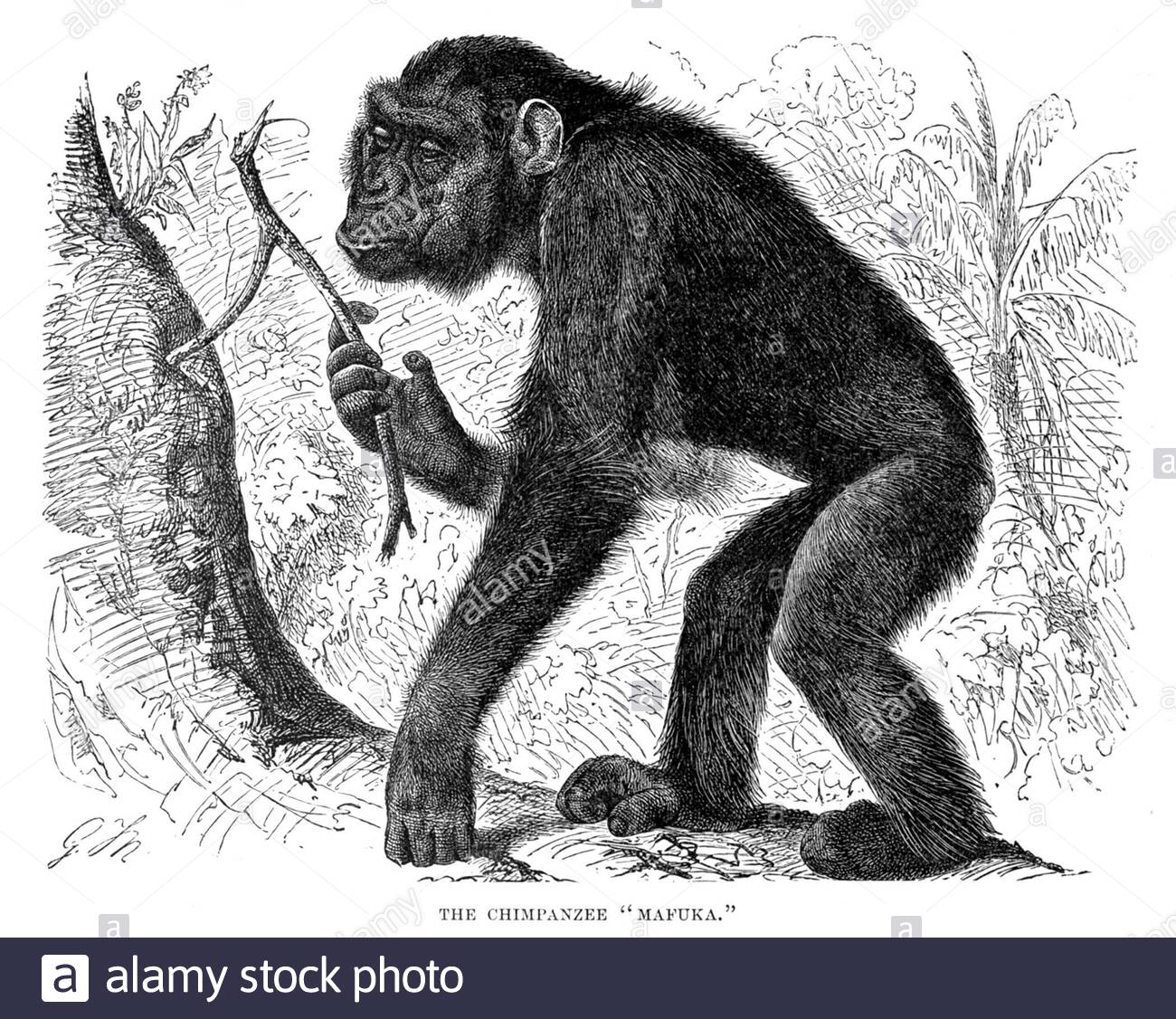 Chimpanzé, illustration vintage de 1893 Banque D'Images