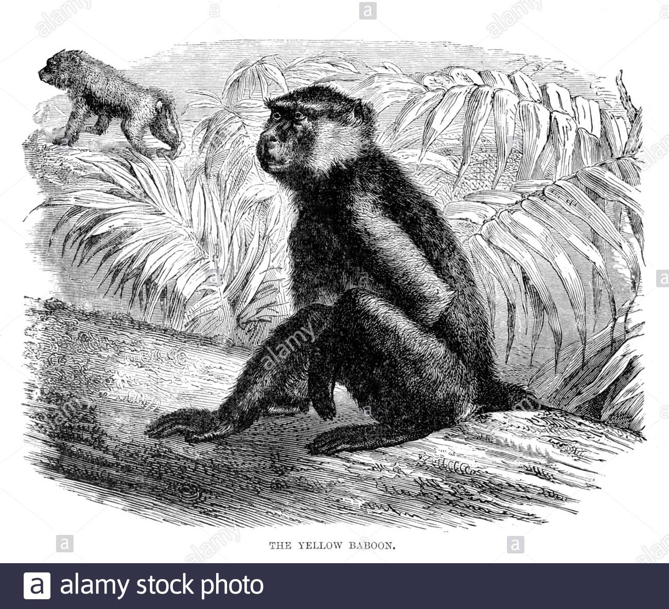 Baboon jaune, illustration vintage de 1893 Banque D'Images