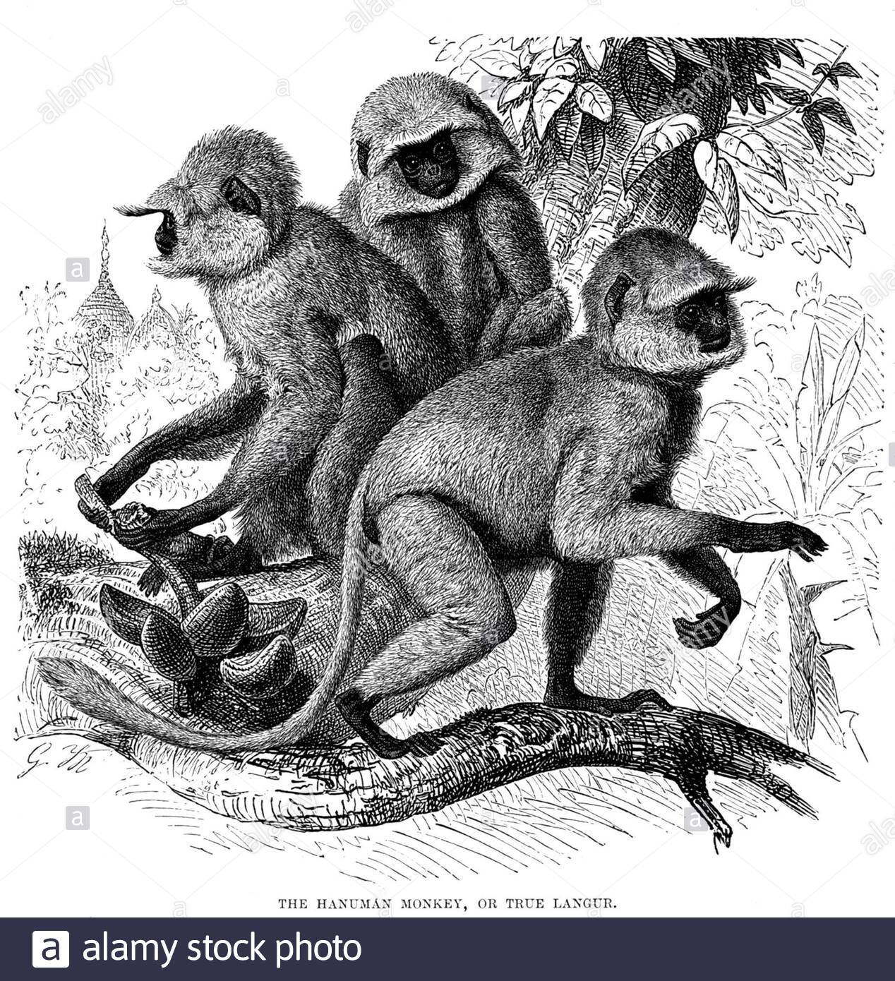 Hanuman Monkey ou True Langur (gris langur), illustration vintage de 1893 Banque D'Images