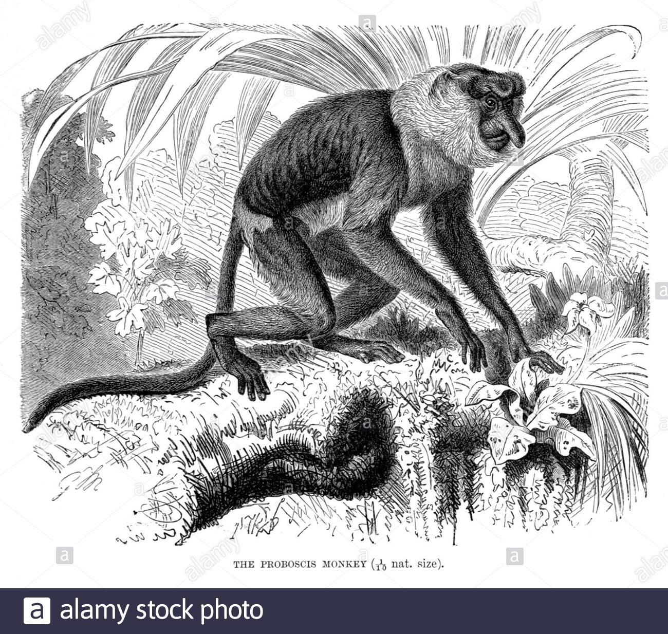 Proboscis Monkey, illustration ancienne de 1893 Banque D'Images