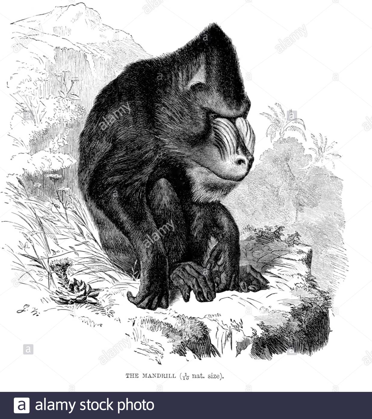 Mandrill, illustration ancienne de 1893 Banque D'Images