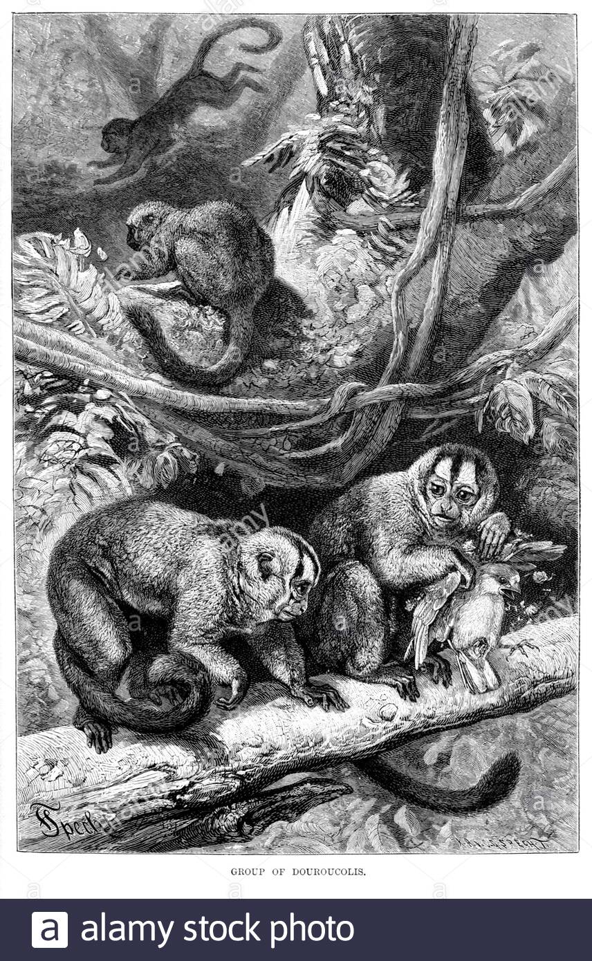 Groupe de Douroucolis (singe de nuit), illustration vintage de 1893 Banque D'Images