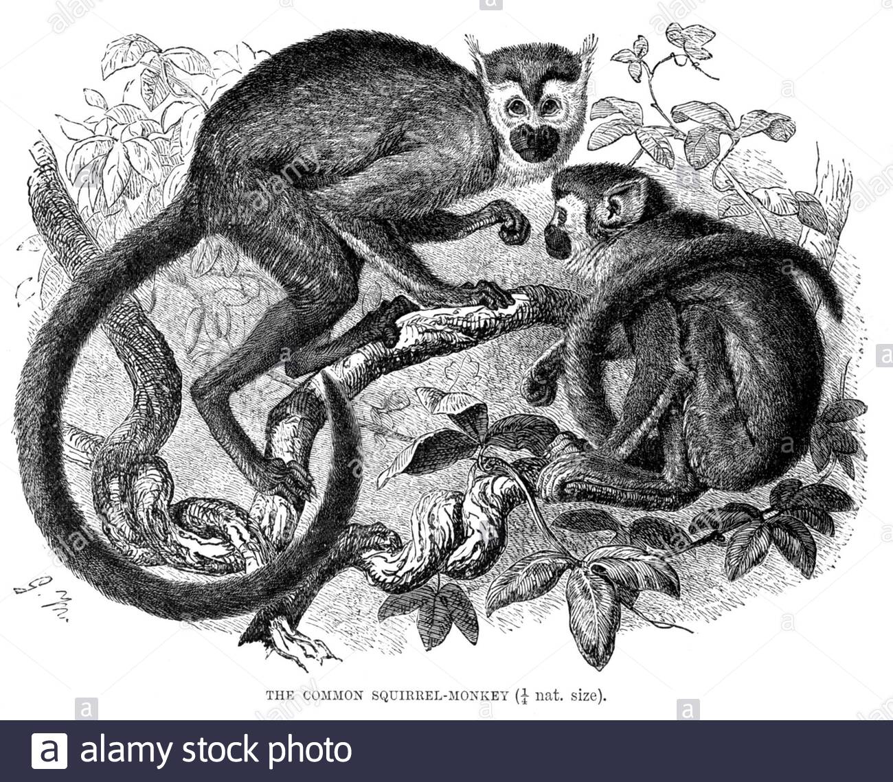 Singe Squirrel commun, illustration vintage de 1893 Banque D'Images
