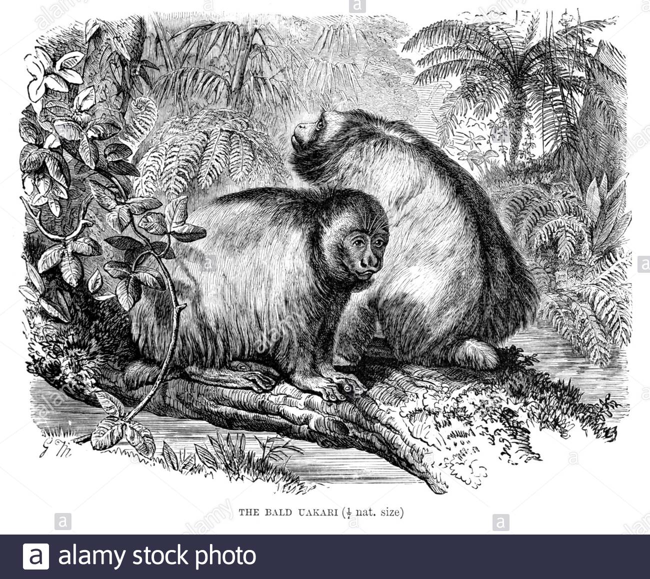 Bald Uakari, illustration vintage de 1893 Banque D'Images