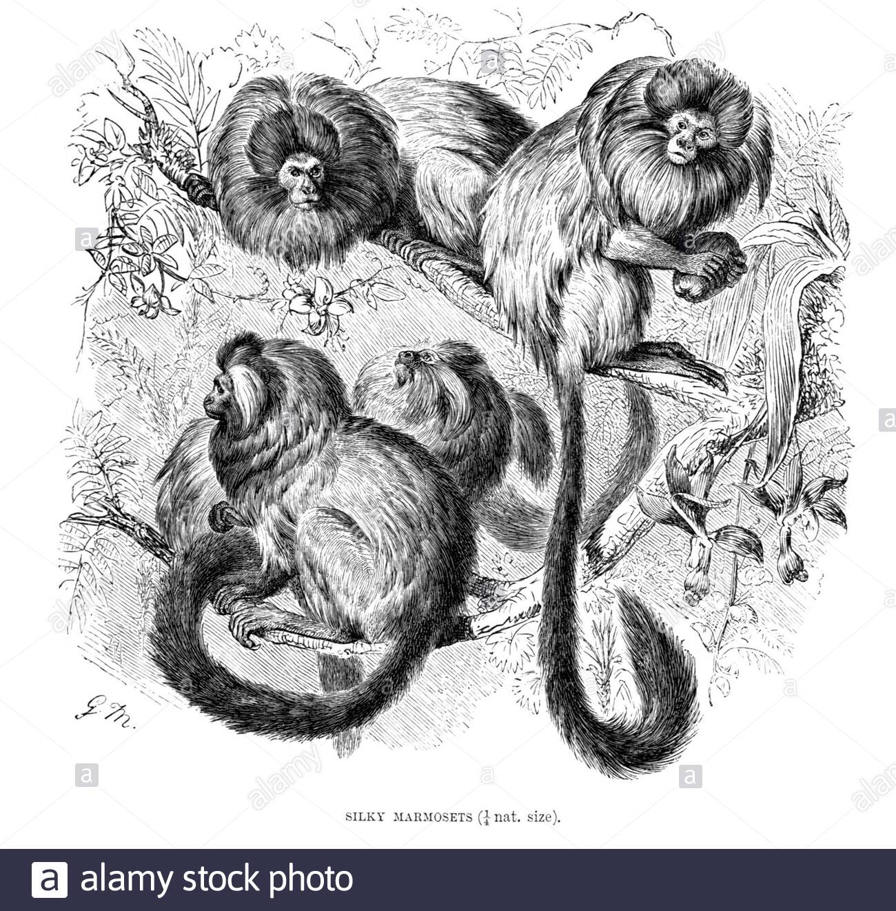 Marmosets soyeux, illustration vintage de 1893 Banque D'Images
