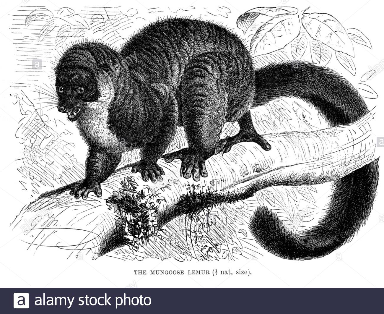 Mongoose Lemur, illustration vintage de 1893 Banque D'Images