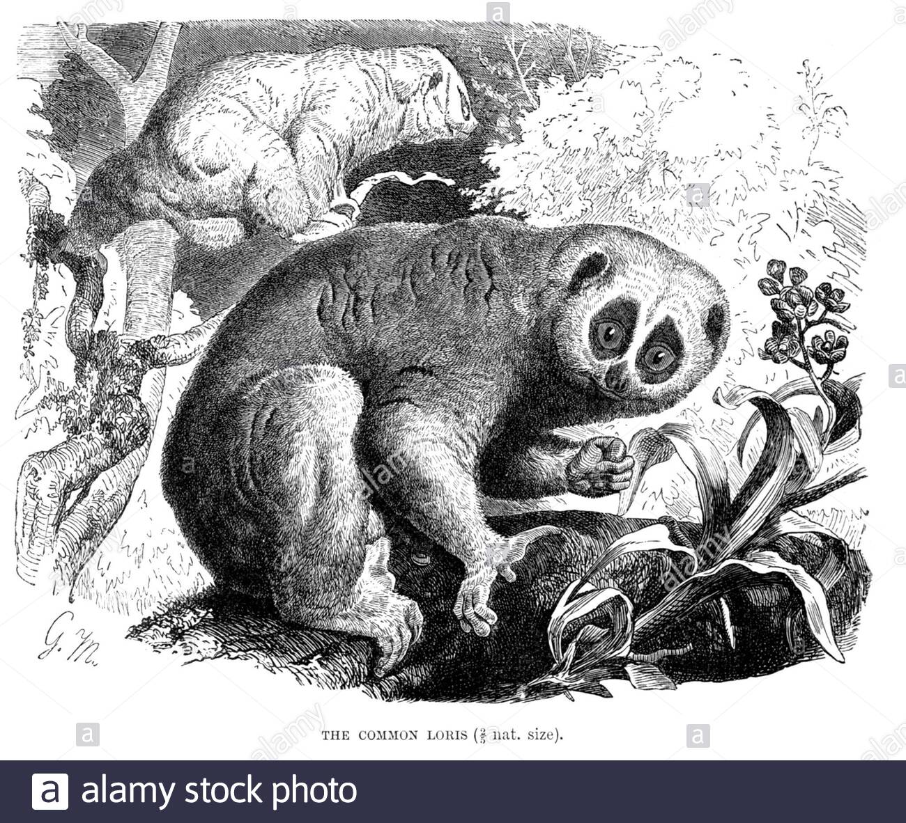 Common Loris, illustration ancienne de 1893 Banque D'Images