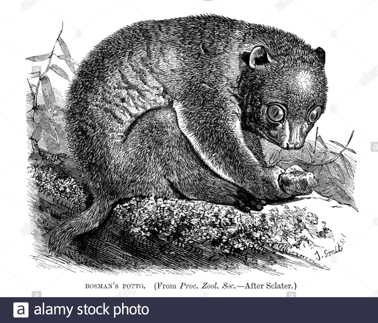 Botman's Potto, illustration ancienne de 1893 Banque D'Images