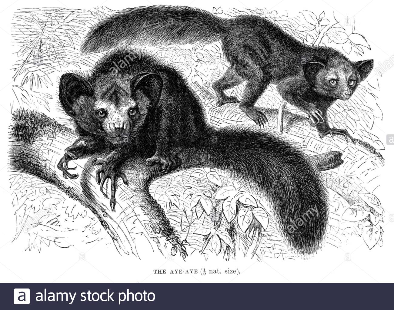 Aye-Aye, illustration ancienne de 1893 Banque D'Images