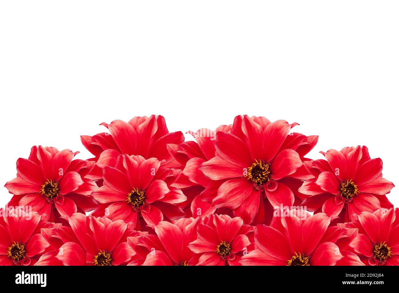 Fleurs de Dahlia rouge isolées sur fond blanc Banque D'Images