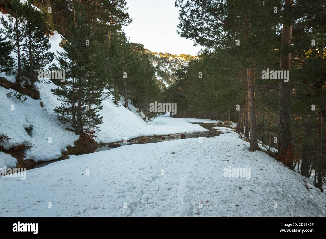 Route enneigée entre arbres verts et traversée de rivière Banque D'Images