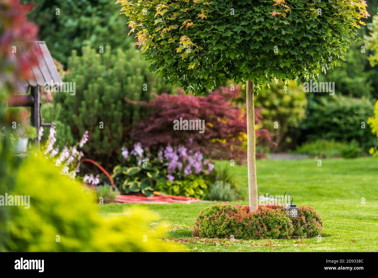 Magnifique jardin d'arrière-cour et la végétation d'été. Thème jardinage et nature Banque D'Images