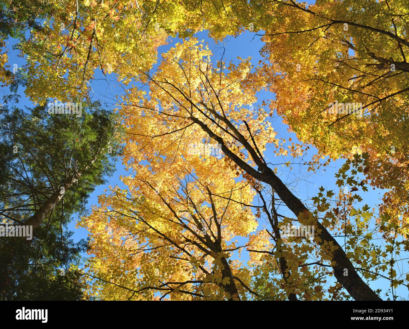 En regardant la canopée de la forêt à l'automne doré laisse sur un ciel bleu Banque D'Images