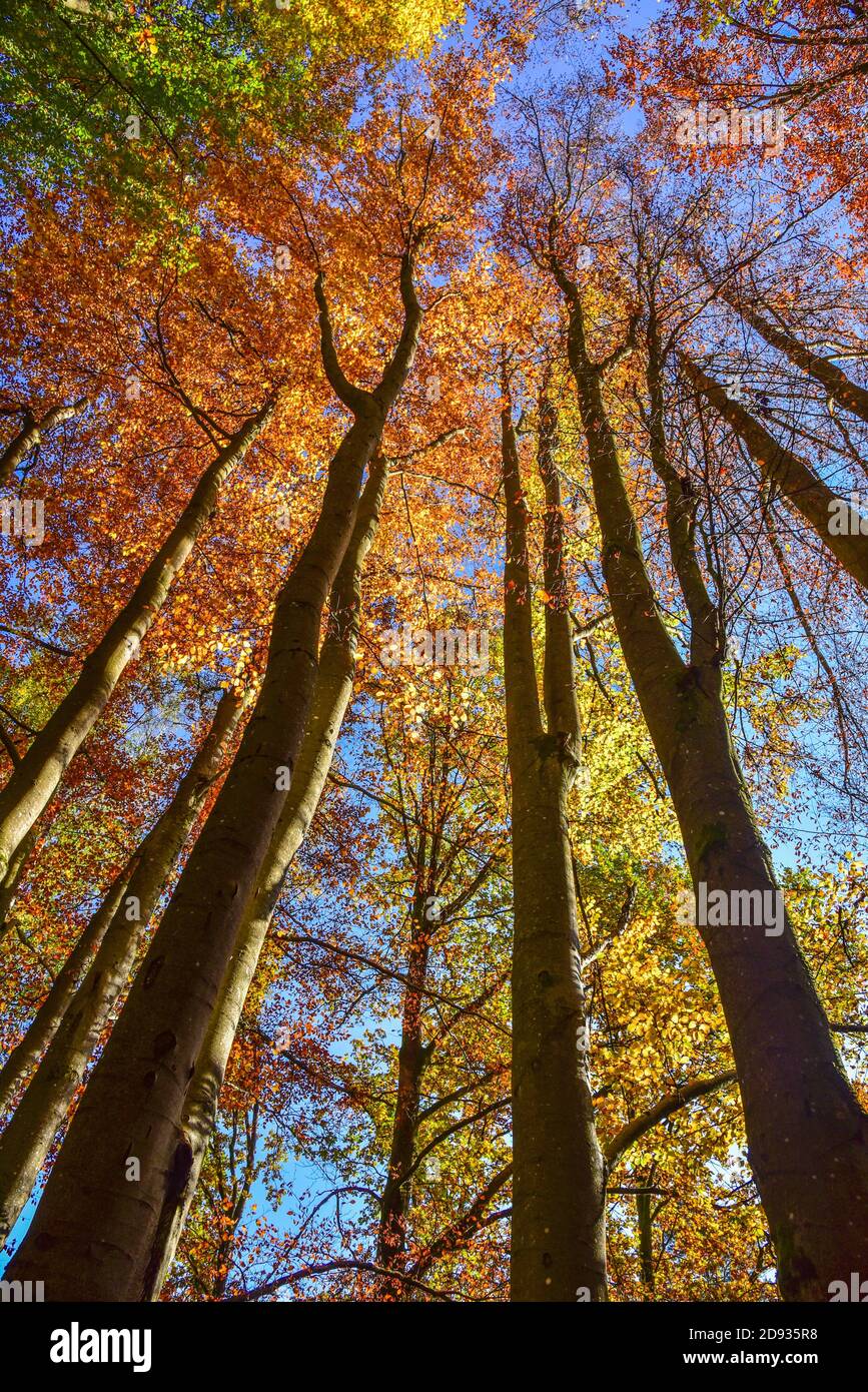 Treetops de sangsues un jour d'automne ensoleillé, Bavière, Allemagne, Europe Banque D'Images