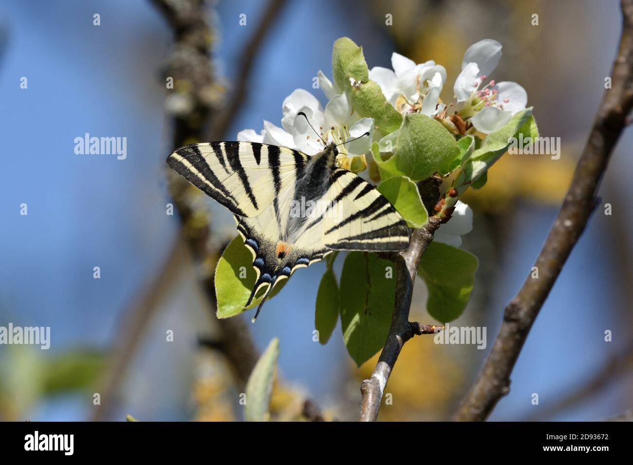 Spécimen isolé de la rare espèce de nain (Iphiclides podalirius) tout en aspirant le nectar des fleurs d'une plante de poire. Banque D'Images