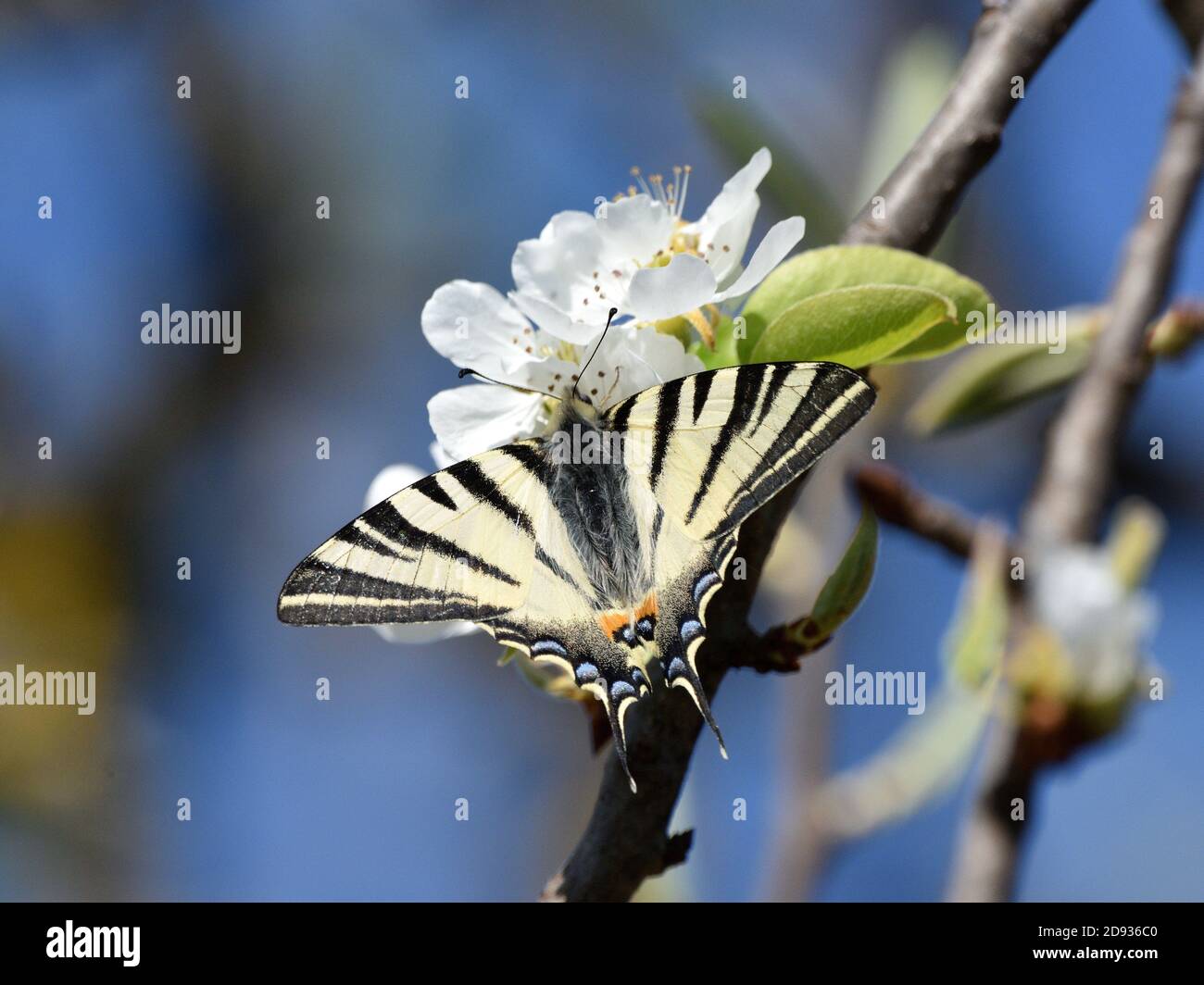 Spécimen isolé de la rare espèce de nain (Iphiclides podalirius) tout en aspirant le nectar des fleurs d'une plante de poire. Banque D'Images