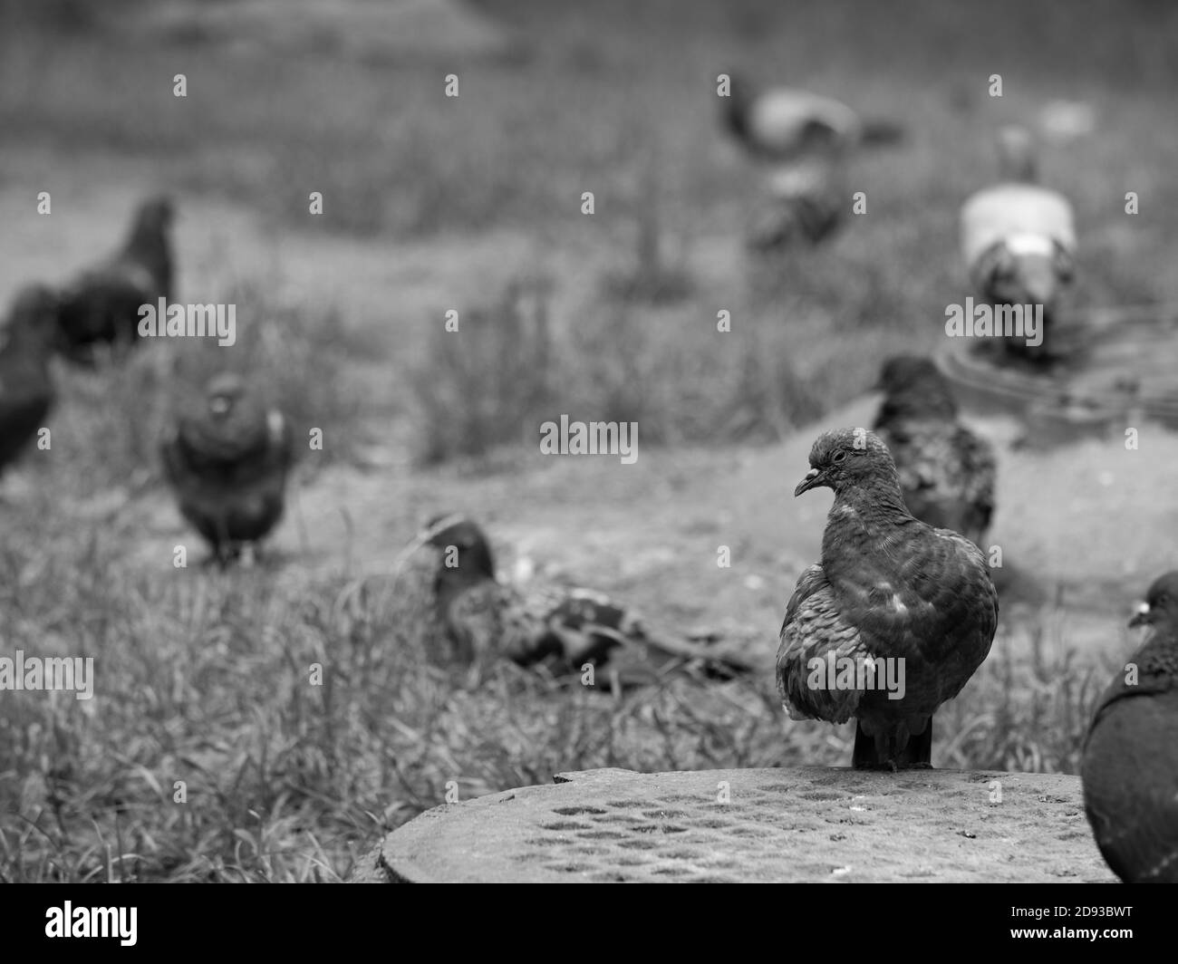 pigeon gros plan sur le fond des autres oiseaux. photo en noir et blanc Banque D'Images pigeon gros plan sur le fond des autres oiseaux. photo en noir et blanc Banque D'Images