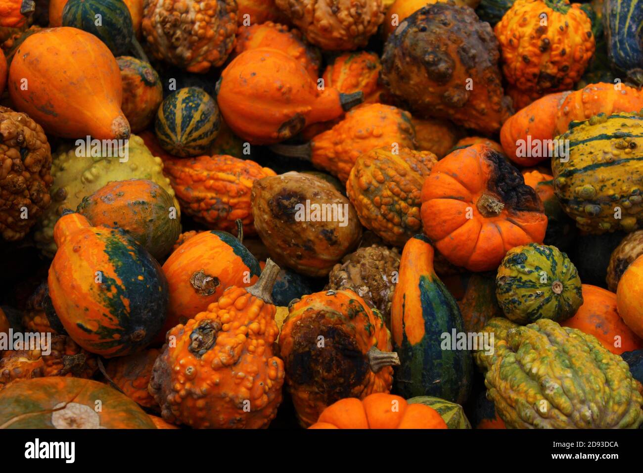 Assortiment de cendres cultivées dans une ferme de l'Ontario, au Canada. Banque D'Images