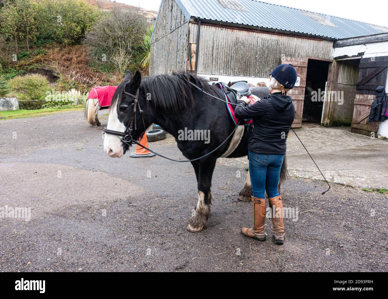 Un cheval noir et blanc / poney étant préparé pour l'équitation, Royaume-Uni Banque D'Images