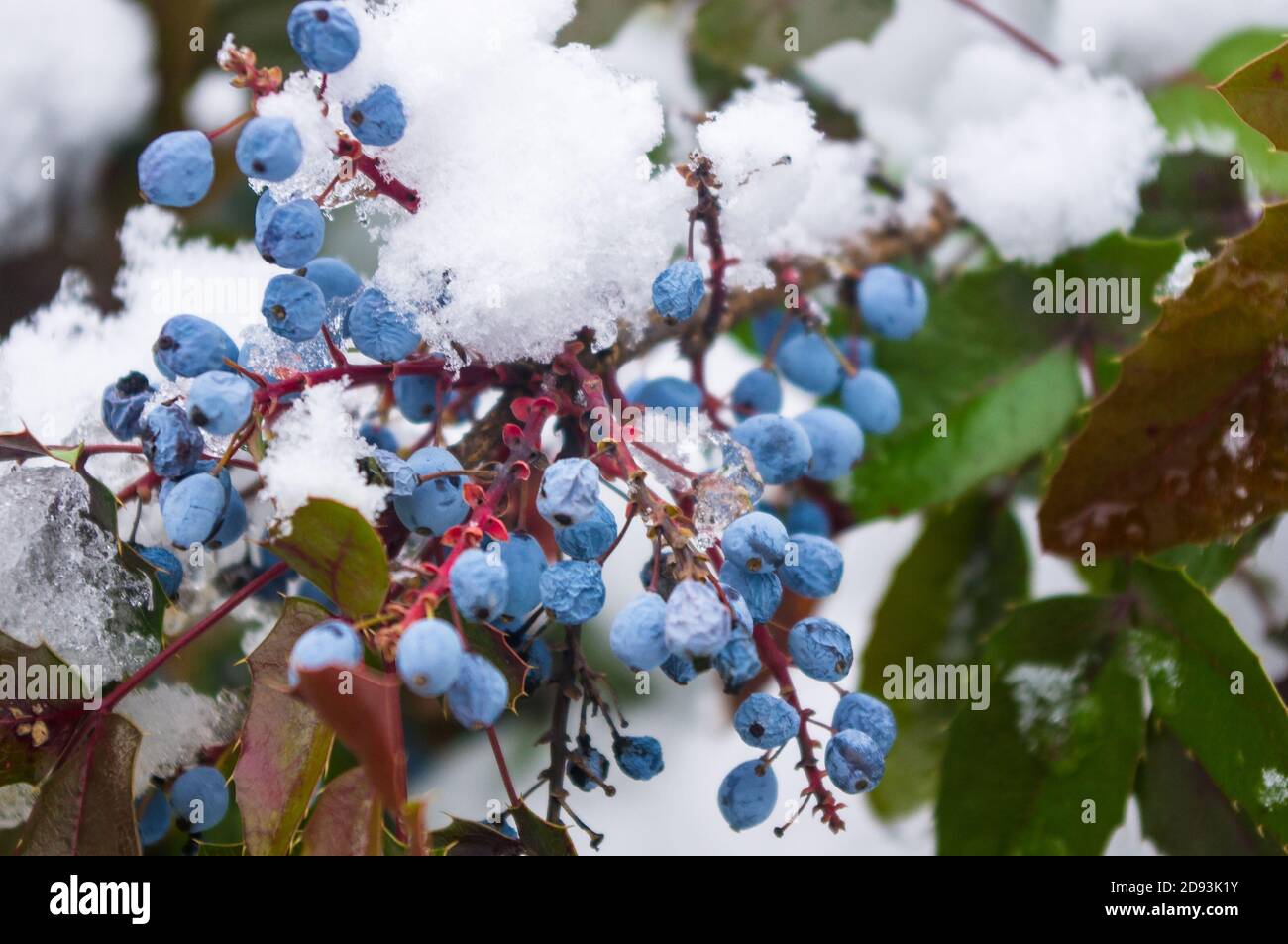 Recouvert de neige, de feuilles vertes et rouges et de fruits bleus, Mahonia aquifolium, raisin de l'Oregon, en hiver Banque D'Images