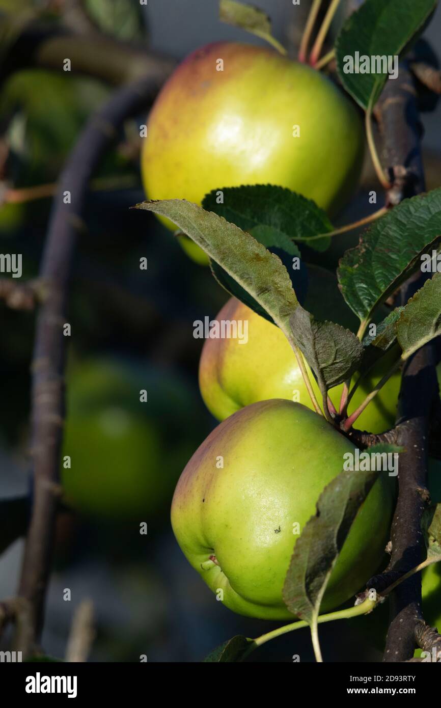 Pommes « James Grieve » mûres (Malus domestica) Sur un arbre dans un jardin dans Aberdeenshire sur un Matin ensoleillé Banque D'Images