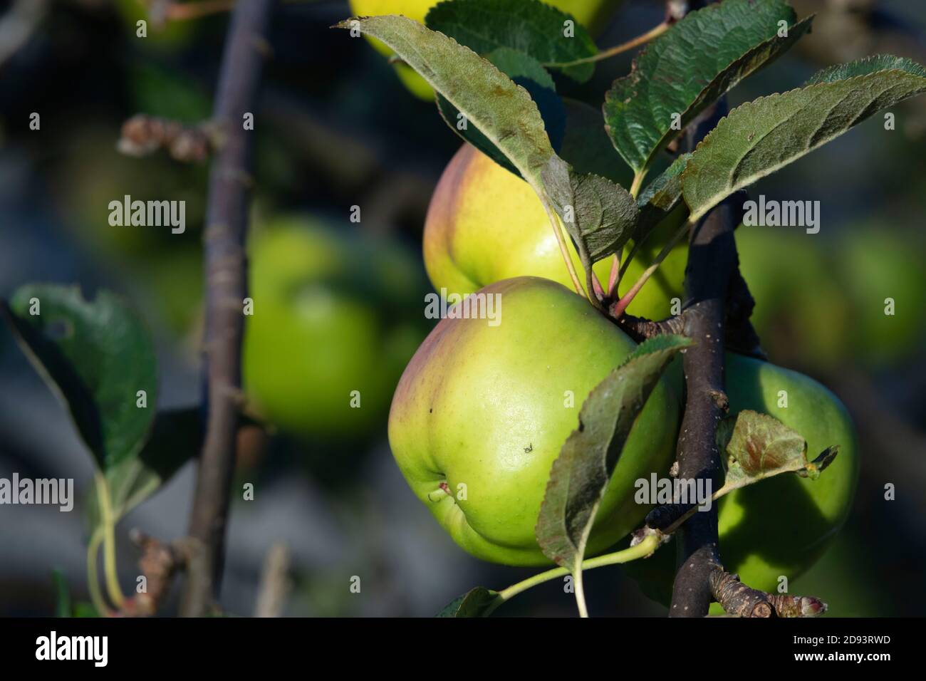 Plusieurs pommes mûres (Malus domestica) De la variété 'James Grieve' Hang d'une branche dans Automne Banque D'Images