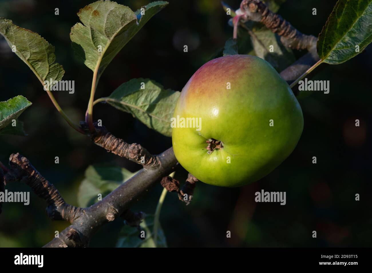 Une pomme « James Grieve » mûre (Malus domestica) Sur l'arbre dans le soleil d'automne Banque D'Images
