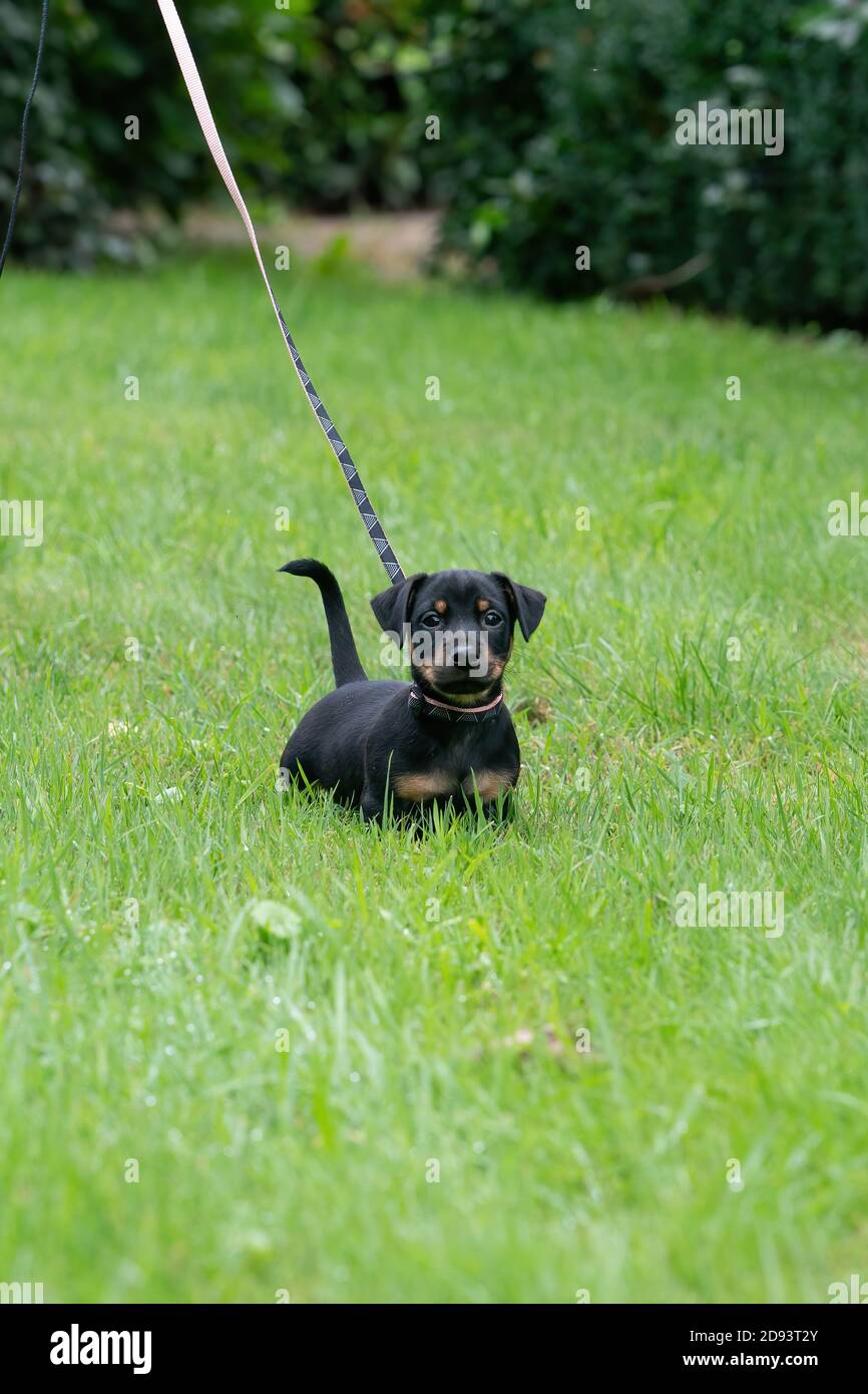 Un Chiot Jack Russel Terrier Chien Nouveau Ne Dans L Herbe Bebe Chien Regardant Autour Photo Stock Alamy